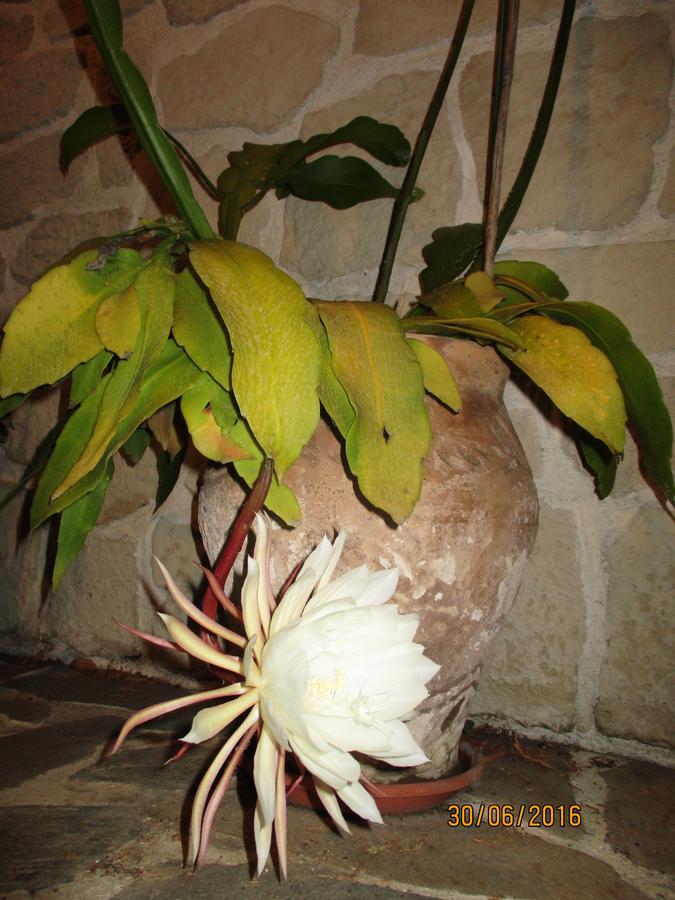 Les Mimosas Bed & Breakfast Menton Exterior photo